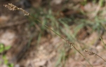 Eulaliopsis binata