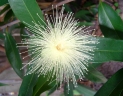 Syzygium eucalyptoides