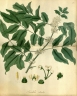 Trichilia havanensis