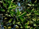 Artocarpus lanceifolius