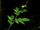 Swartzia myrtifolia