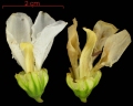 Schnella guianensis