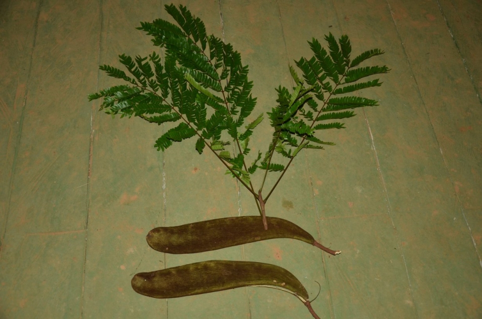 Pentaclethra macrophylla