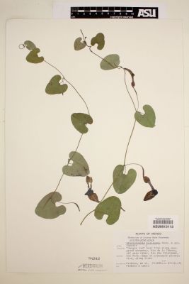 Aristolochia taliscana