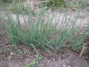 Allium cepa aggregatum