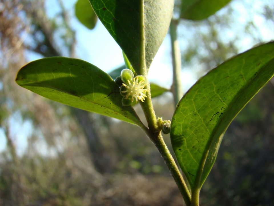 Croton boinensis