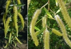 Salix humboldtiana