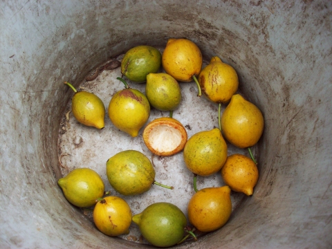 Garcinia macrophylla