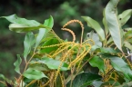 Engelhardia roxburghiana