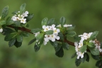 Lippia micromera