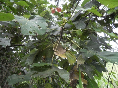 Macaranga saccifera