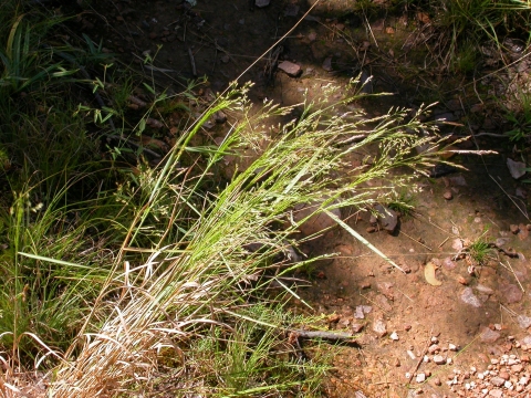 Agrostis perennans