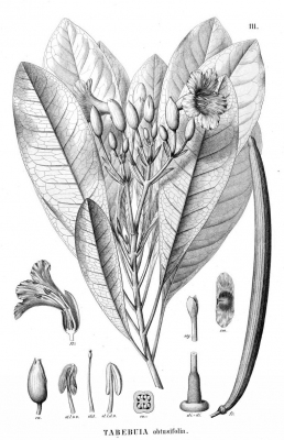 Tabebuia obtusifolia