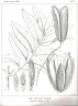 Flindersia xanthoxyla