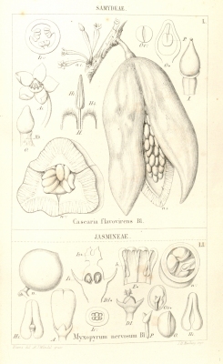 Myxopyrum nervosum