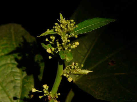 Baliospermum solanifolium