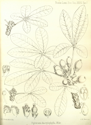 Oldfieldia dactylophylla