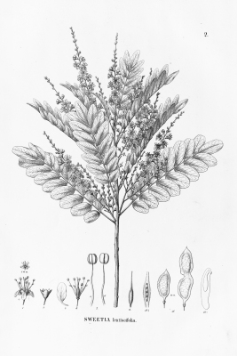 Acosmium lentiscifolium
