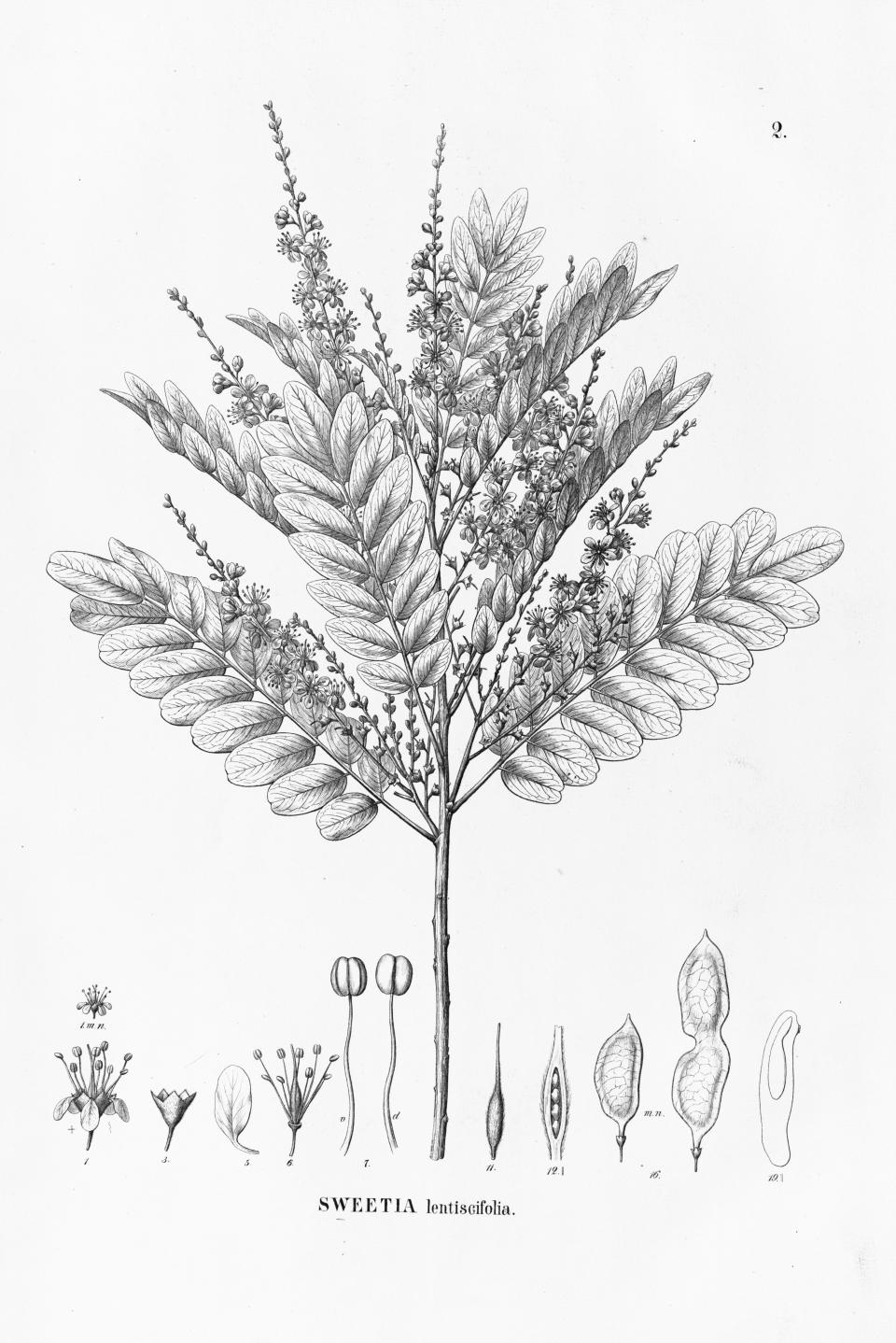 Acosmium lentiscifolium