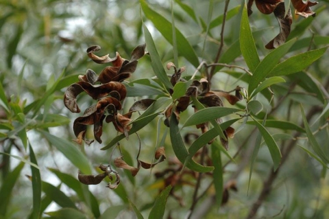 Acacia aulacocarpa