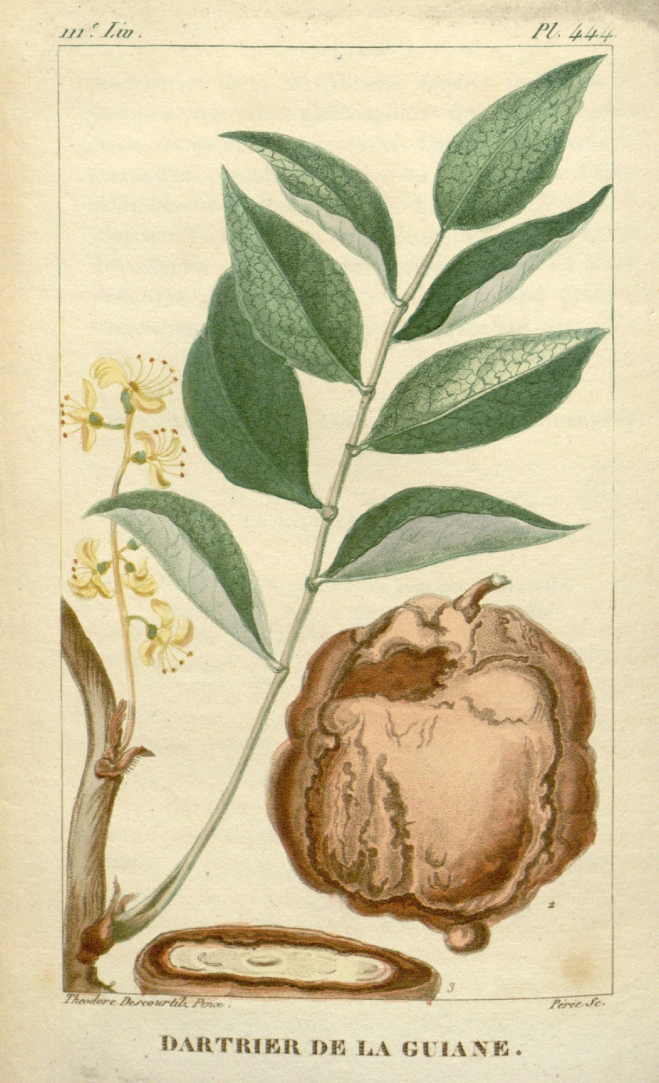 Vatairea guianensis