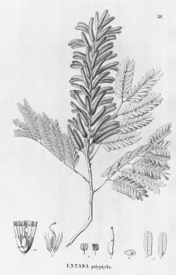 Entada polyphylla
