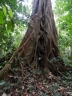 Ficus obtusifolia