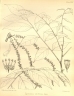 Picramnia latifolia