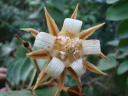 Luehea grandiflora