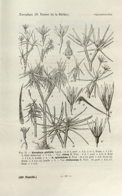 Xerophyta eglandulosa