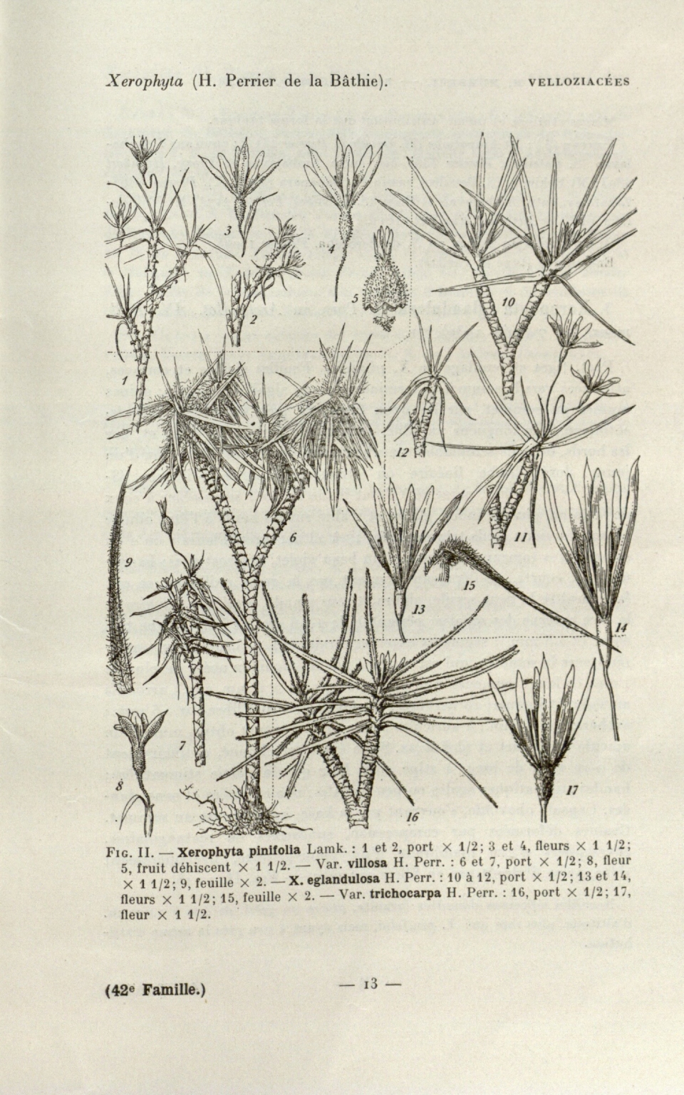 Xerophyta pinifolia