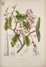 Strophanthus caudatus
