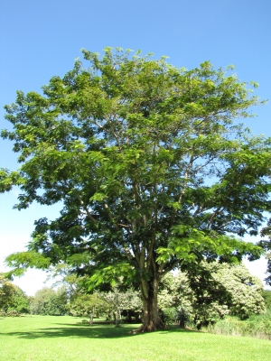 Parkia timoriana