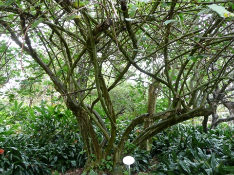Ficus palmata