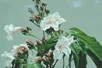 Sparattosperma leucanthum