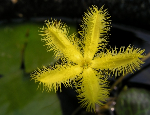 Nymphoides crenata