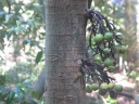 Ficus tiliifolia