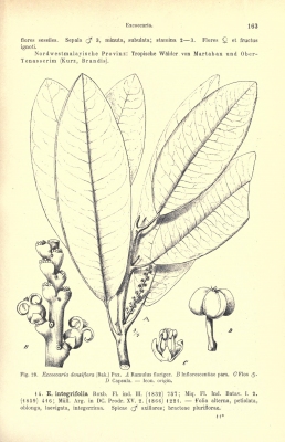 Excoecaria benthamiana