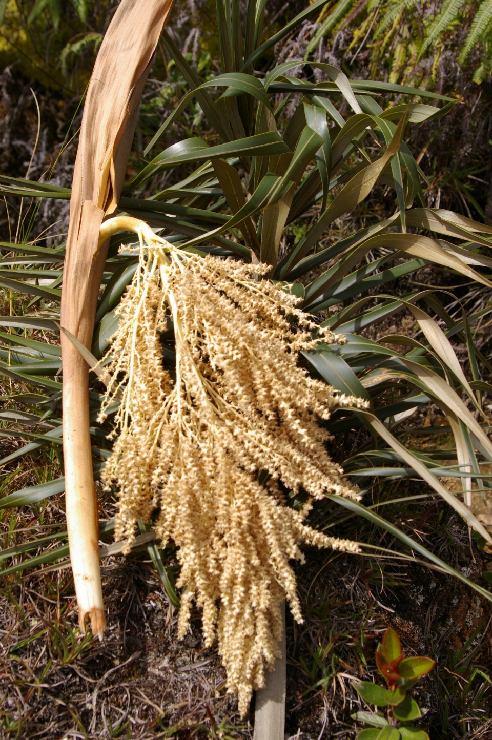 Ceroxylon vogelianum