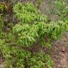 Terminalia fagifolia