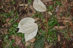 Croton argyratus