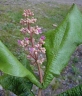 Miconia tomentosa