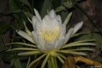 Hylocereus setaceus