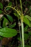 Calamus heteracanthus