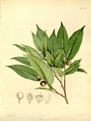 Ficus barclayana