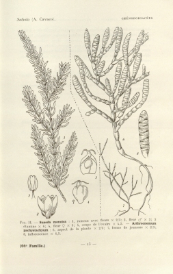 Salicornia pachystachya