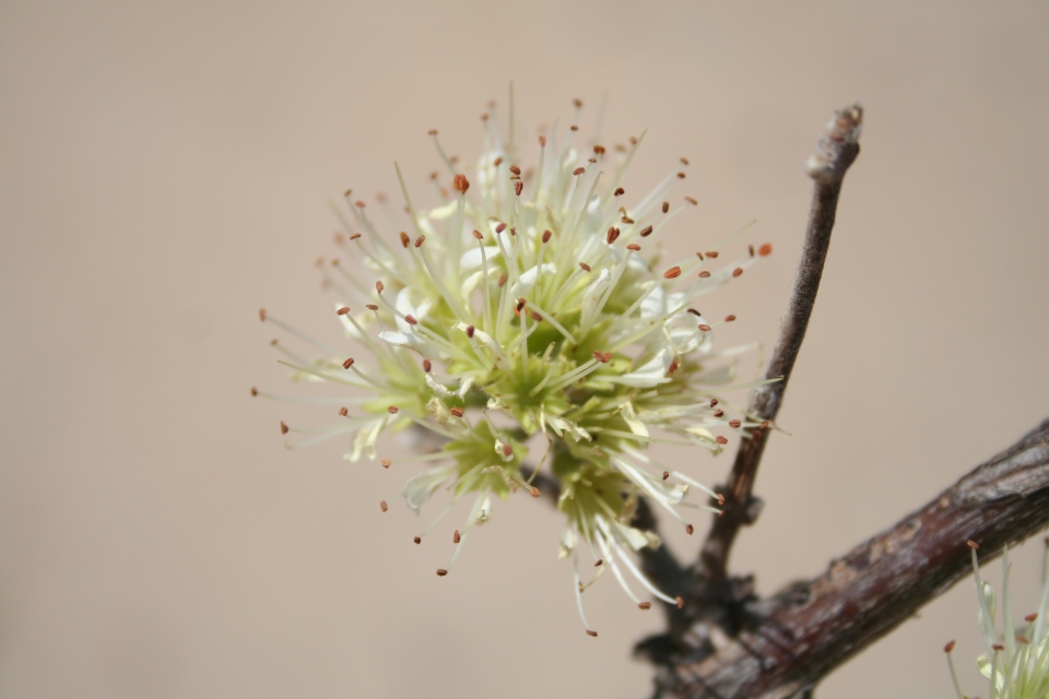 Combretum aculeatum