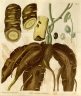 Jateorhiza palmata