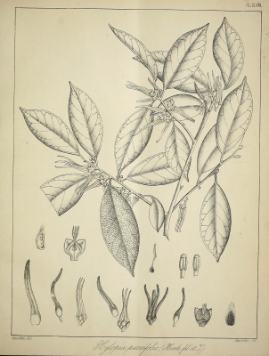 Xylopia parvifolia