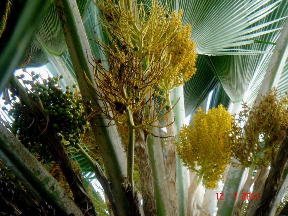 Pritchardia pacifica